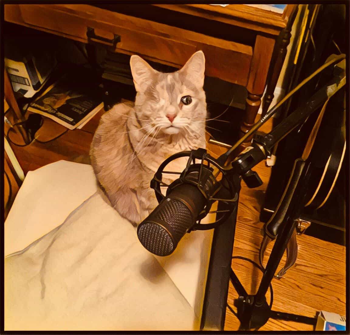 Emma the cat supervising a recording session at Spatula Ranch Studios