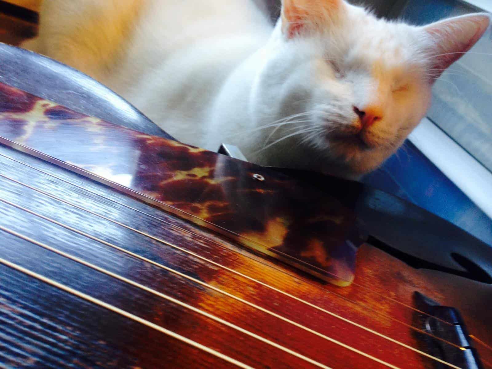 Heidi